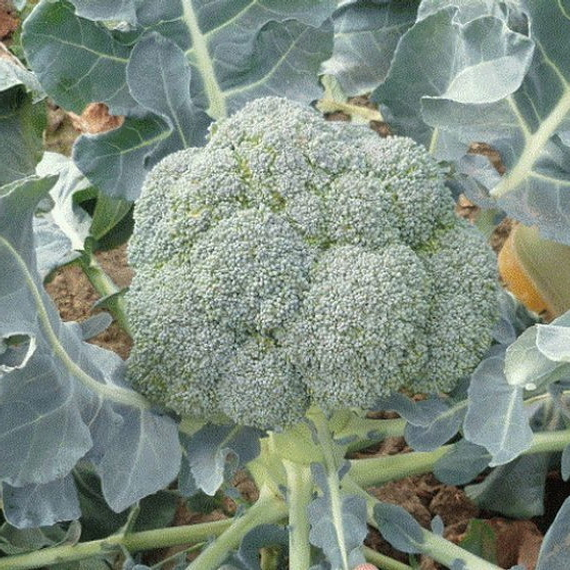 ЛОРД F1 семена капусты брокколи (Seminis | Alexagro) – фото 6