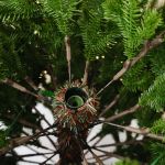 Елка с гирляндой 2в1 «Измайловская» (Литая хвоя) от 2,1 м до 3 м