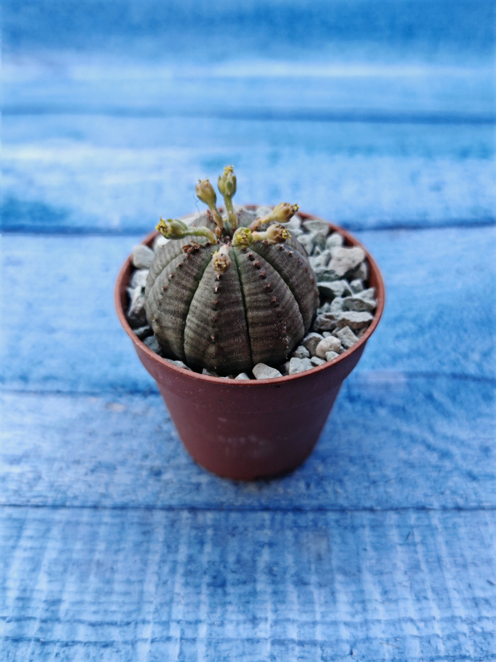 Euphoria Obesa (Эуфорбия)