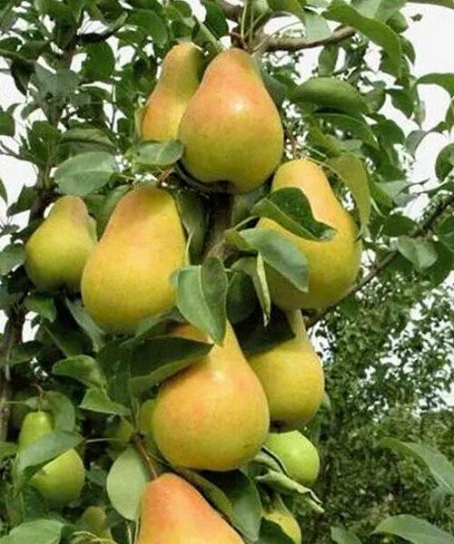 Декора (Колоновидная)