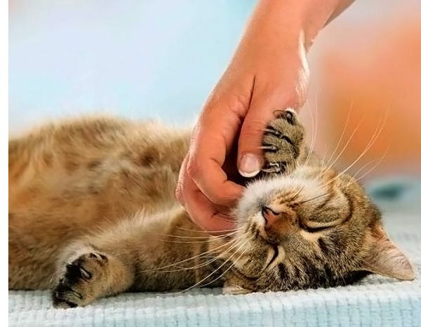 В Дублине появилась должность «Обниматель кошек» В Дублине появилась должность «Обниматель кошек»