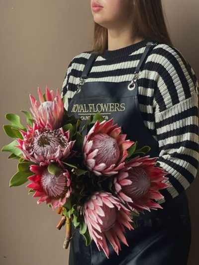 Протея (Африканская роза)