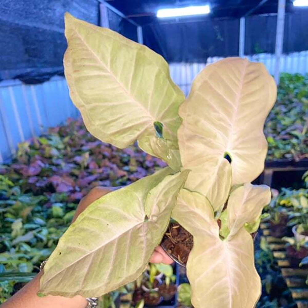 Сингониум PINK PEARL