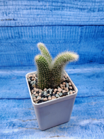 Hildewintera Colademononis (Хильдевинтера)