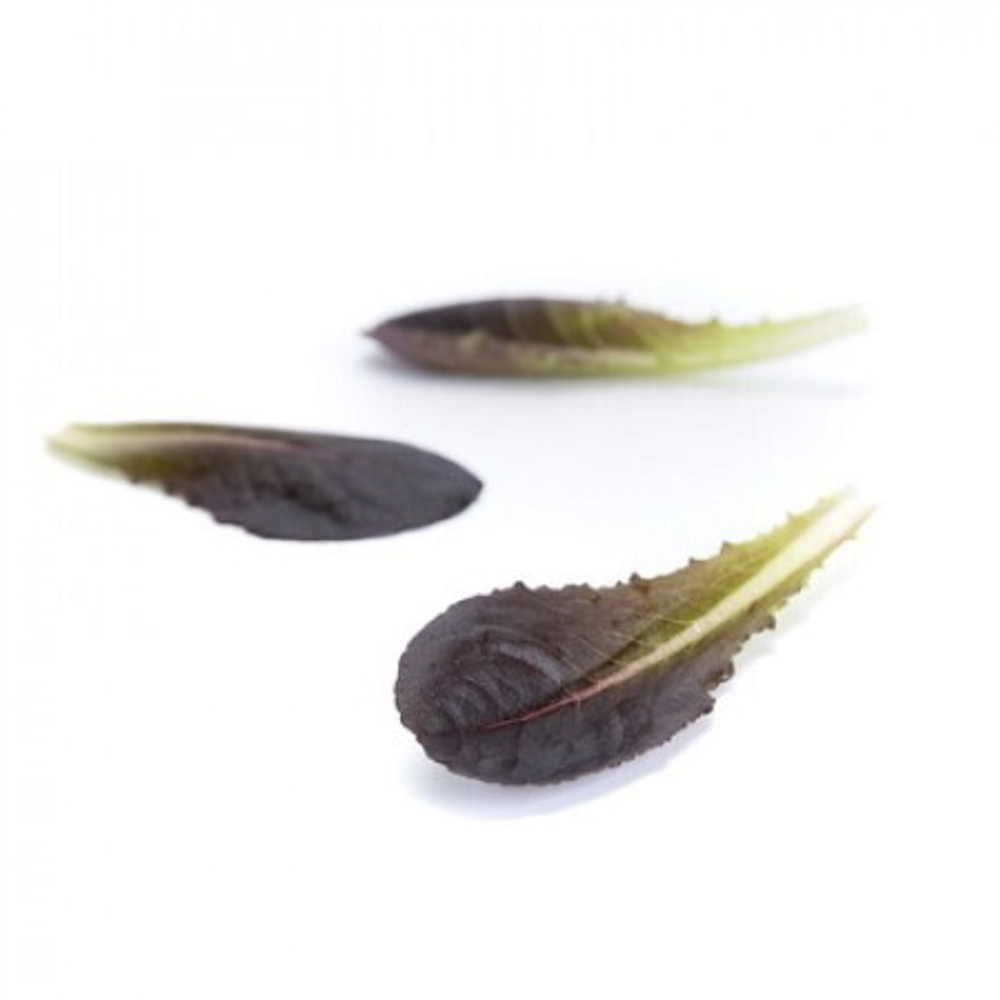 Занарди семена салата бэби-лиф (Rijk Zwaan / Райк Цваан)