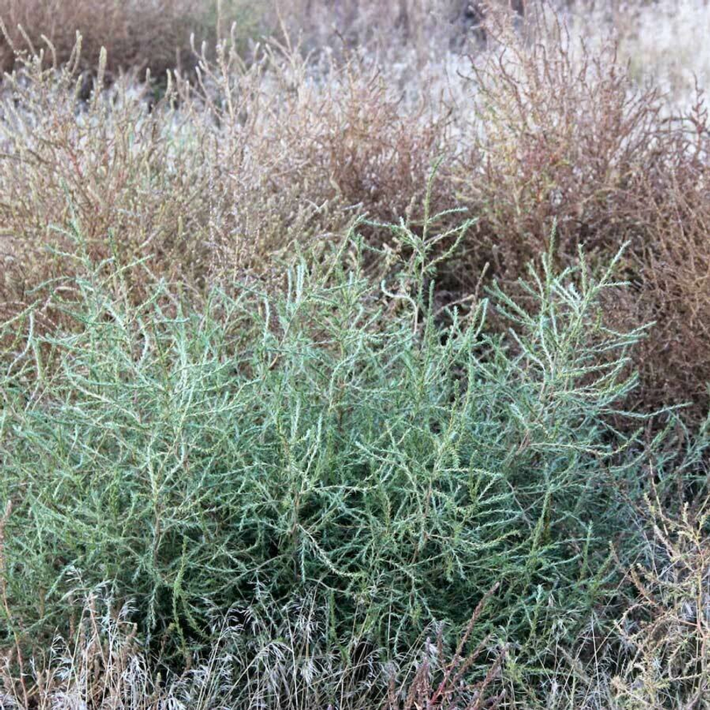 Солянка холмовая (трава) 500г