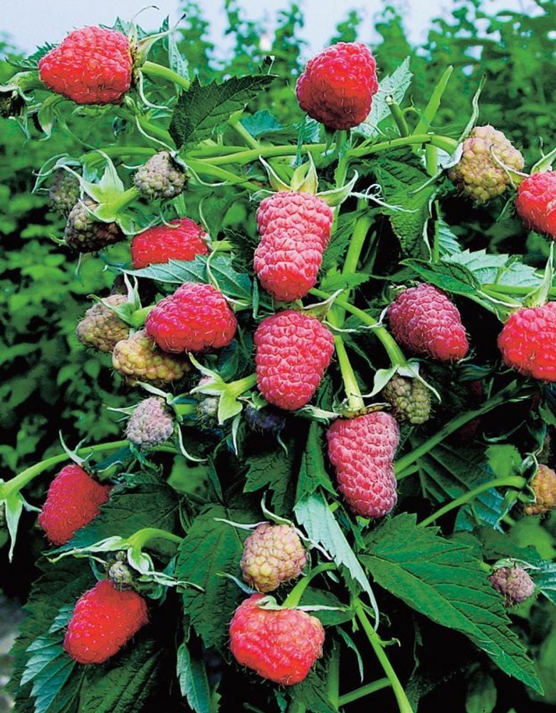 Малина крупноплодная Таруса