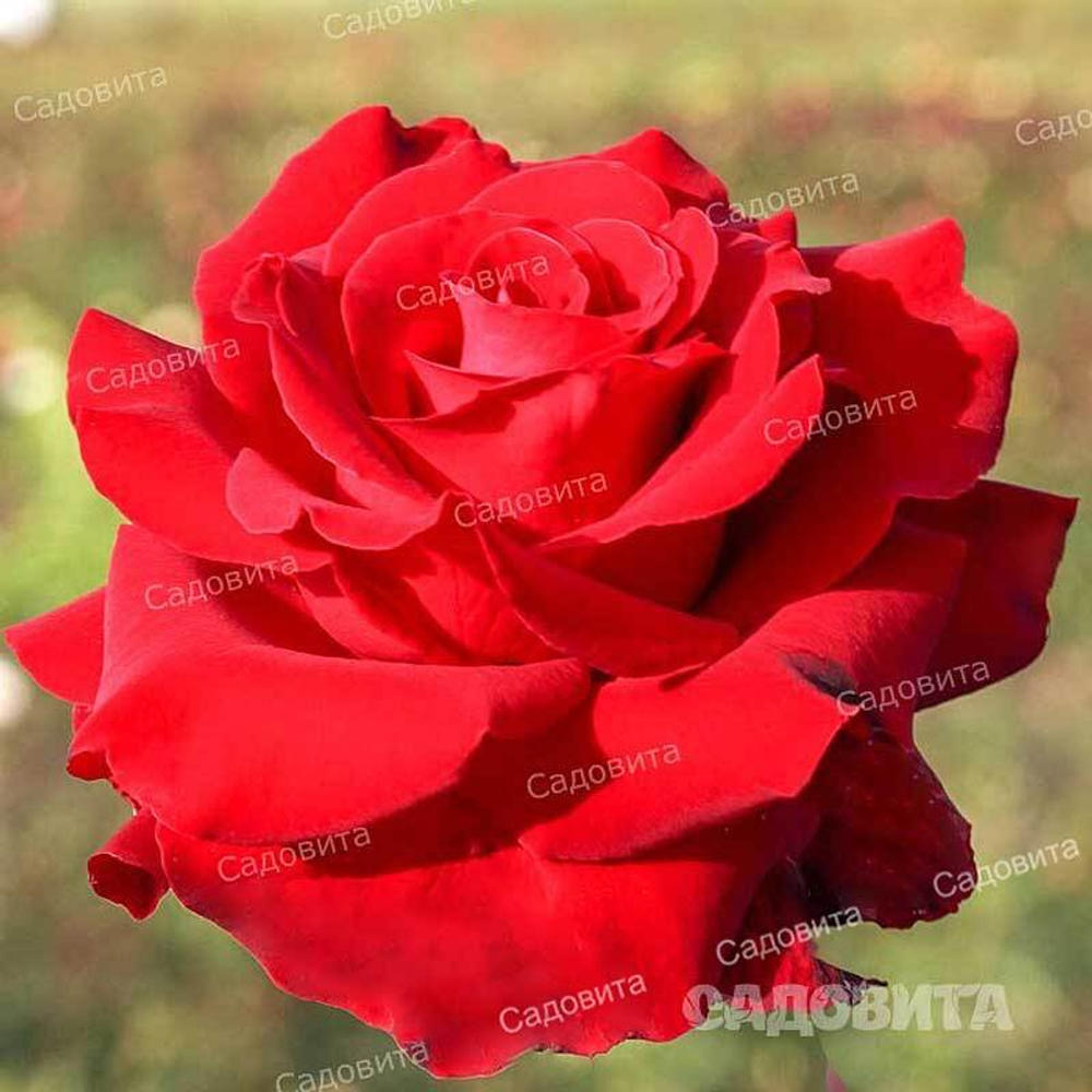 Роза чайно-гибридная Лавли рэд Садовита