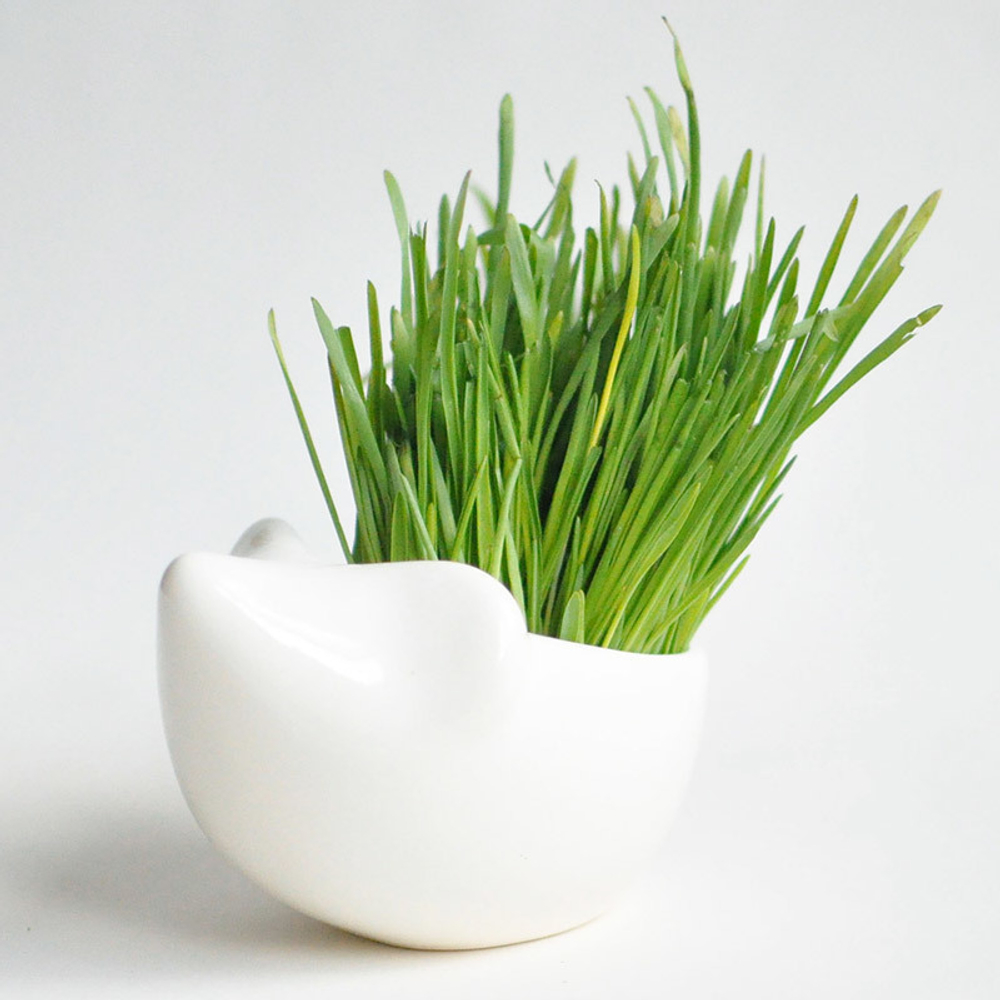 Набор для выращивания eco Ёжик