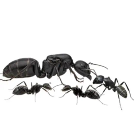 В нашем питомнике у CAMPONOTUS VAGUS появились первые яйца