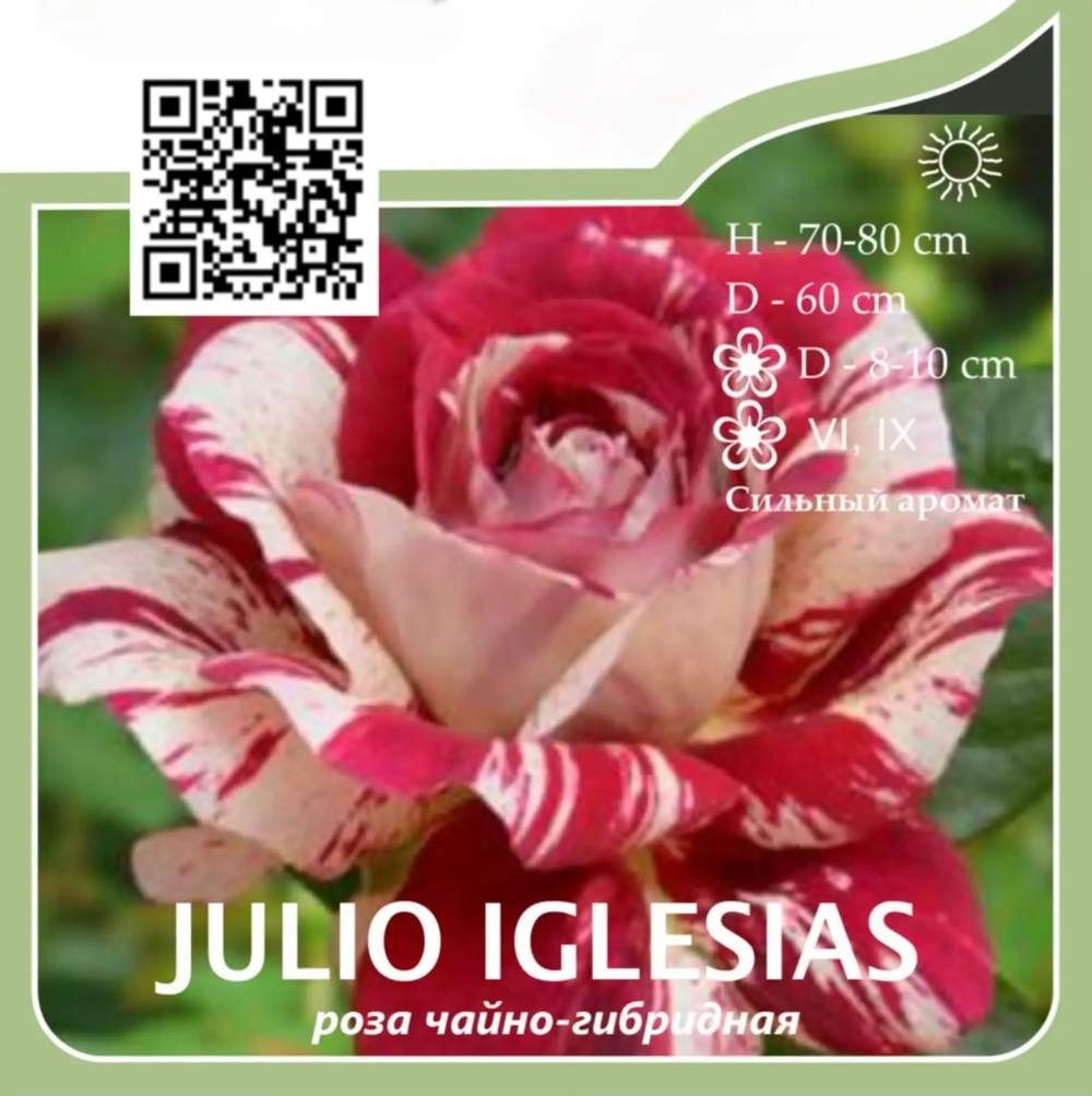 Роза чайно-гибридная "Julio Iglesias"