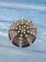 Gymnocalycium T-Rex Pink hybrid (Гимнокалициум T-rex)
