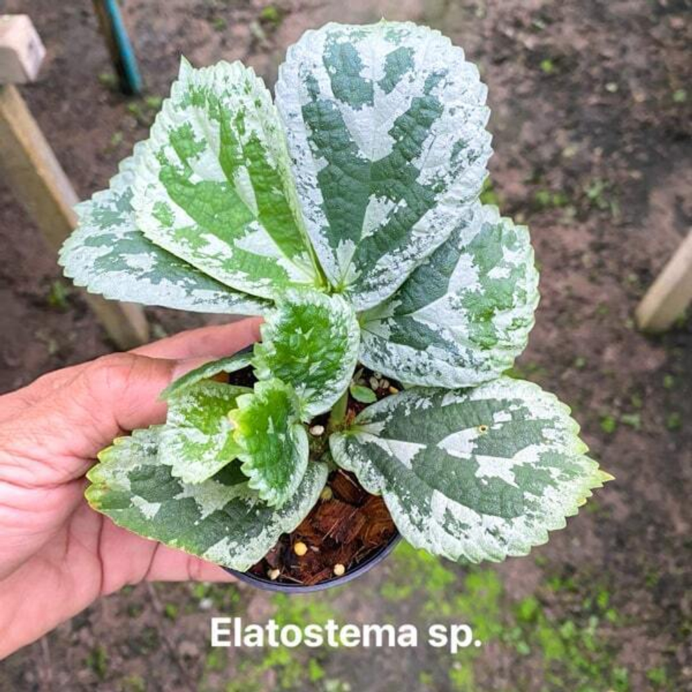 Элатостема E.VAR 01