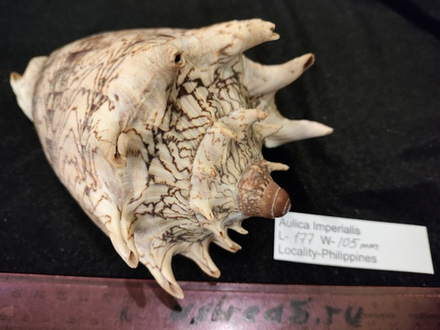 Волюта Империалис "130-195мм"