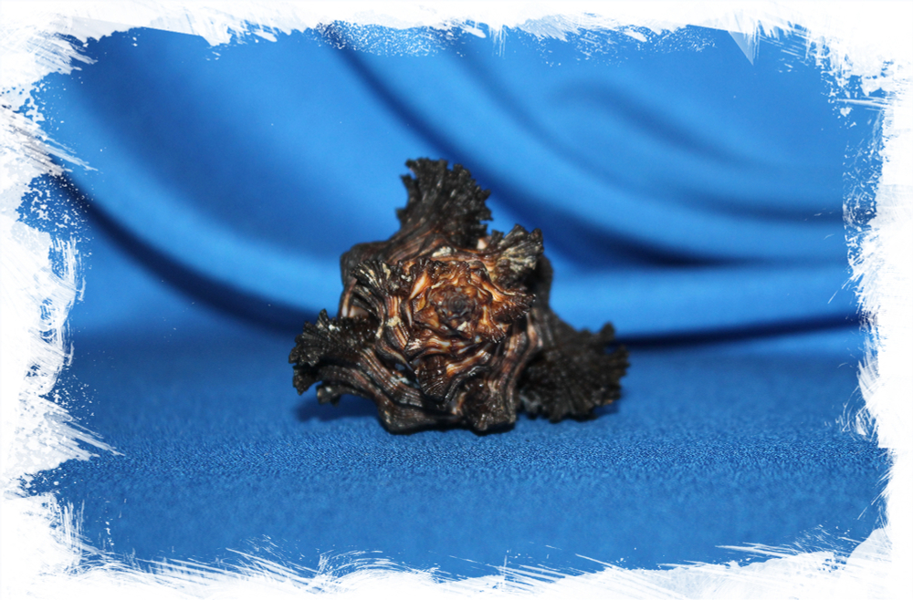 Chicoreus brunneus, Опаленный мурекс, Мурекс бруннеус