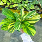 Кемпферия 04 SUN RAY (Н134)