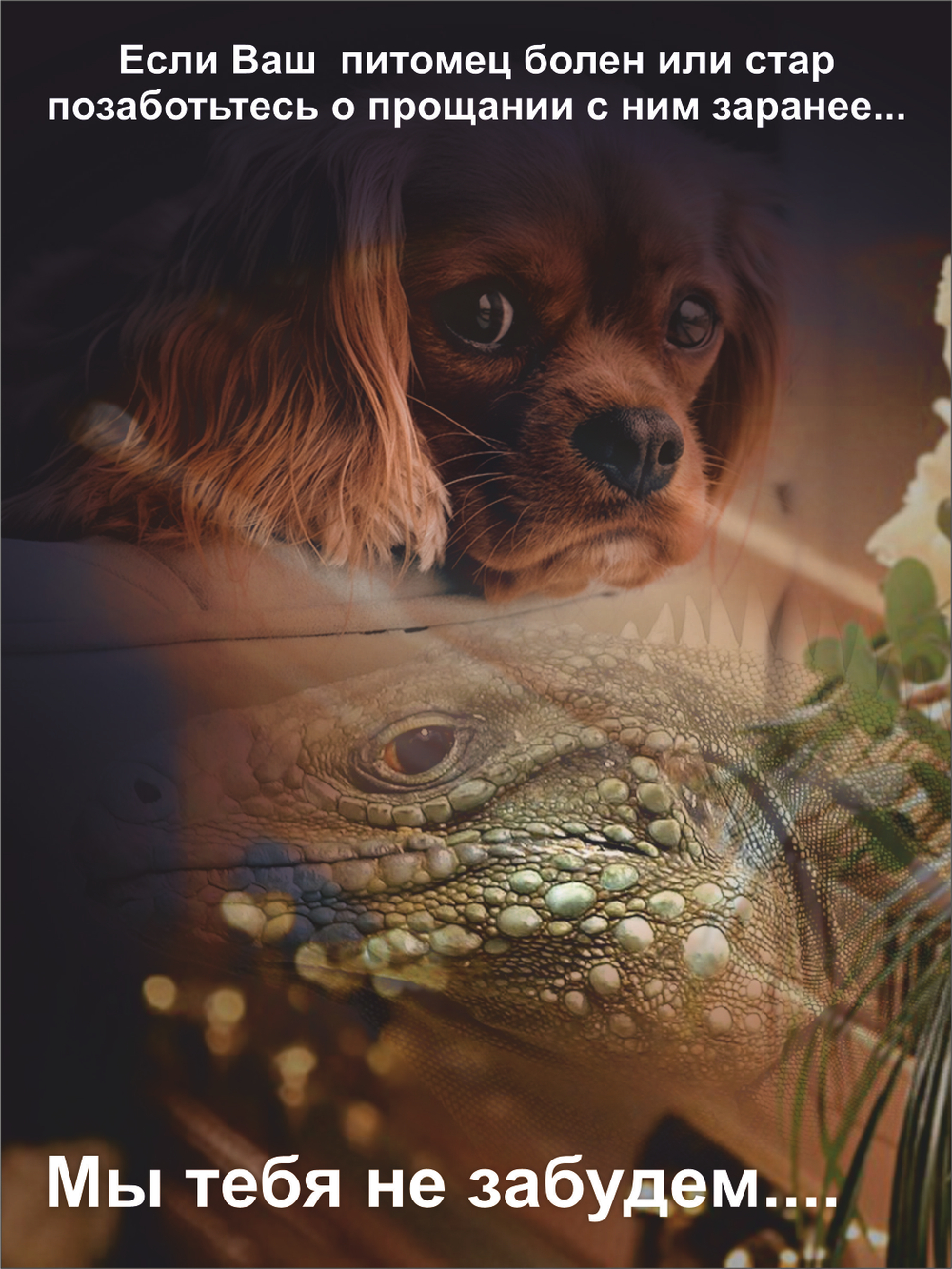 Гроб для животных