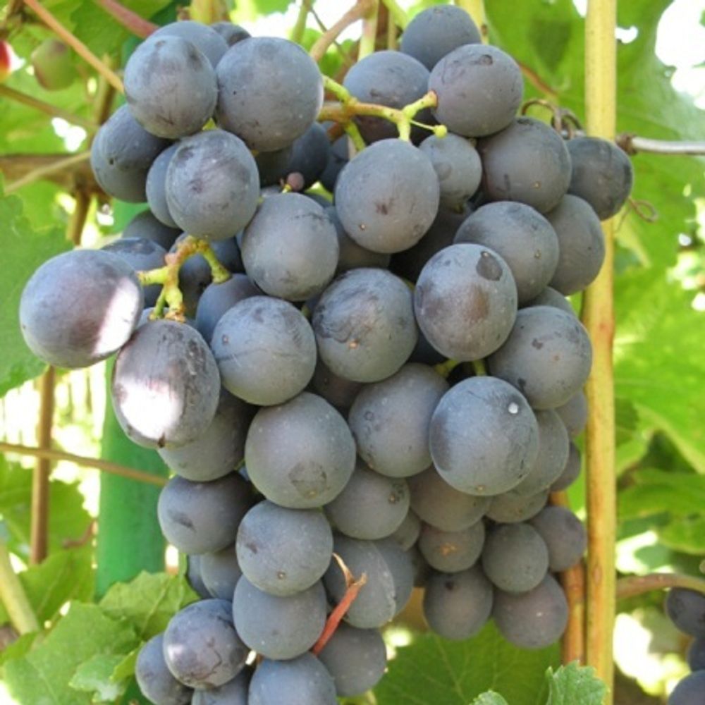 виноград неретинский