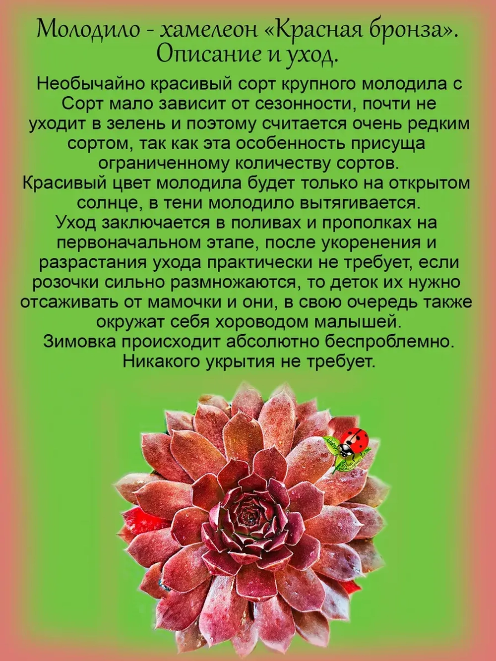 Молодило Красная Бронза