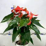 Антуриум Андре ATLAS