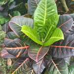 Кротон MOROWALI