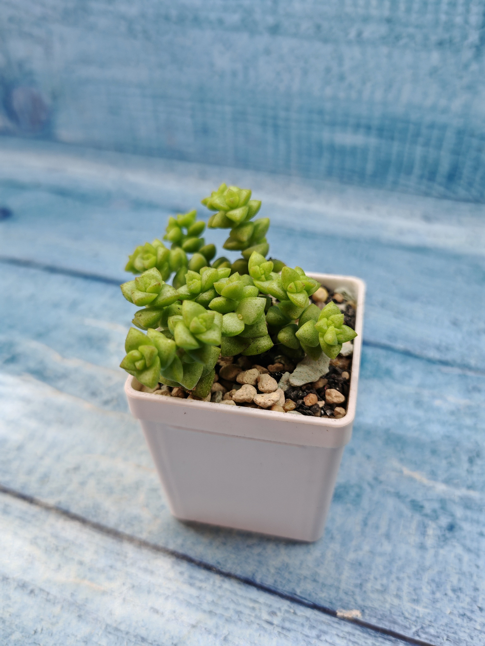 Crassula Tom Thumb (Крассула)
