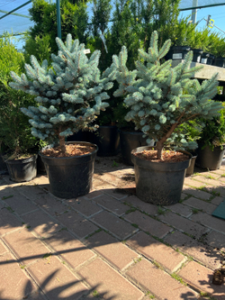 Ель колючая 'Glauca Globosa'