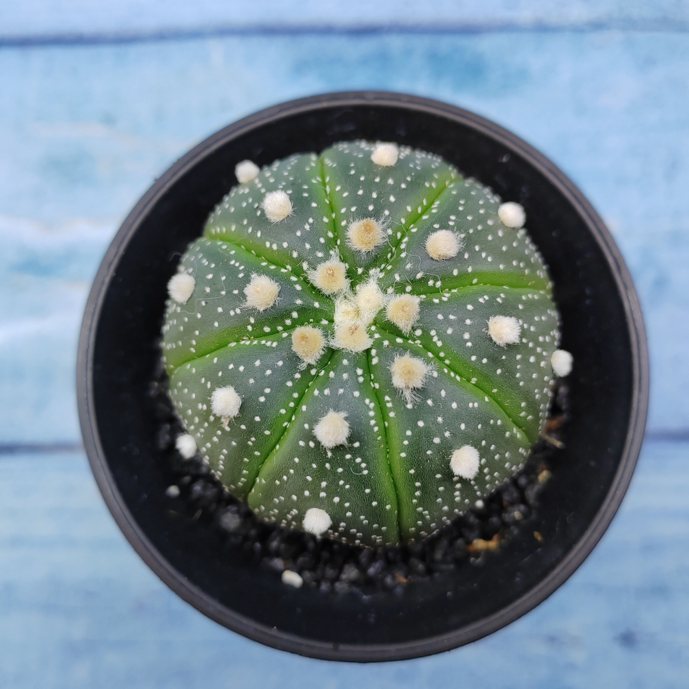 Astrophytum Asterias (Астрофитум)