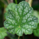 Гейхера кроваво-красная "Coral Forest". Heuchera sanguinea "Coral Forest".