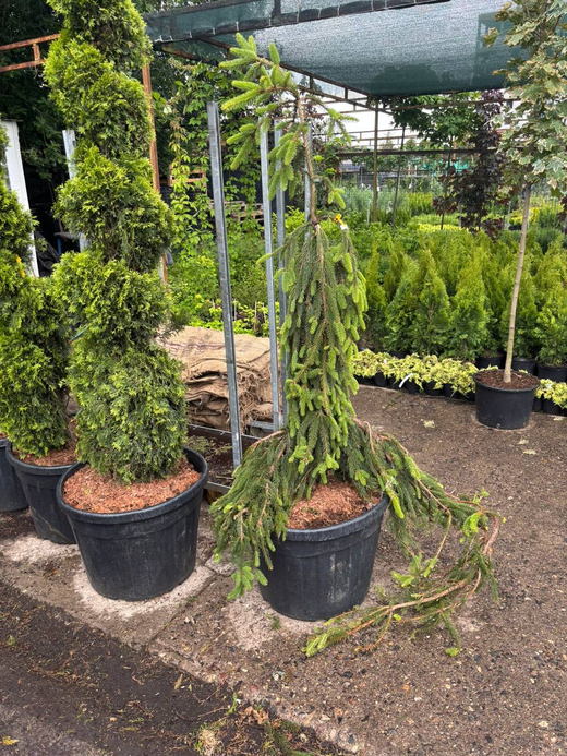 Ель обыкновенная Инверса С5 20-30 см Закупка М49 весна 2026