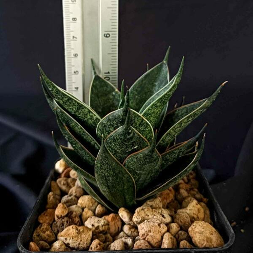 Сансевиерия BLACK ANT