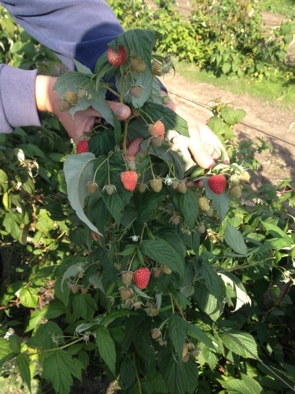 Малина ремонтантная сорт Херитейдж