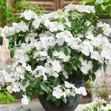 Runaway Bride/Сбежавшая Невеста(Стандарт поставки Р9)2025г.