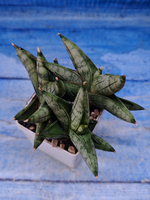 Sansevieria Classic Fan (Сансевиерия)