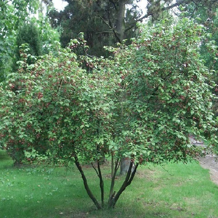 Бересклет европейский