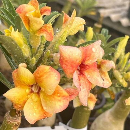 Адениум SUNSET SKY