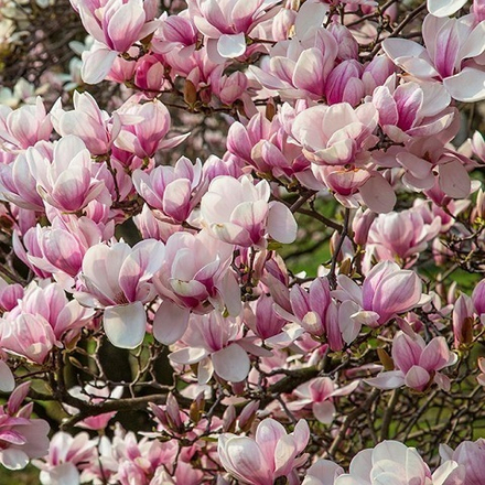 Магнолия Суланжа 