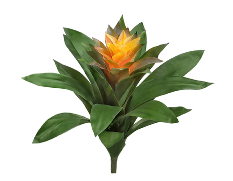 Гусмания Сангвиния жёлтая 24 см