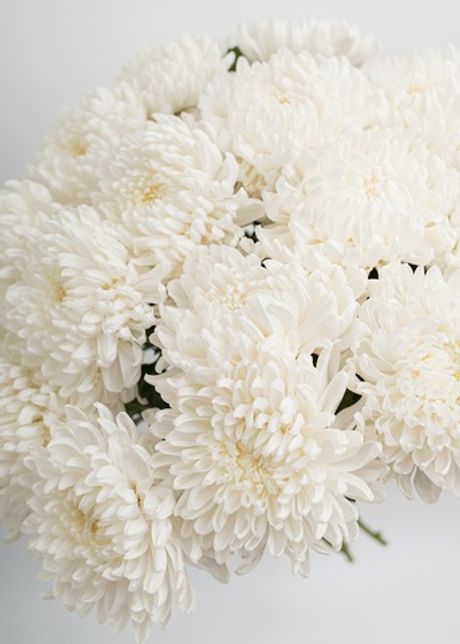 Хризантема Бигуди белая