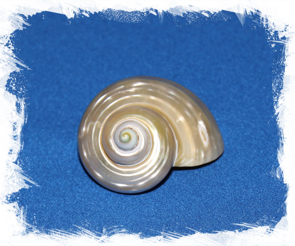 Турбо Голд Перламутровая, 5-7см, 1шт