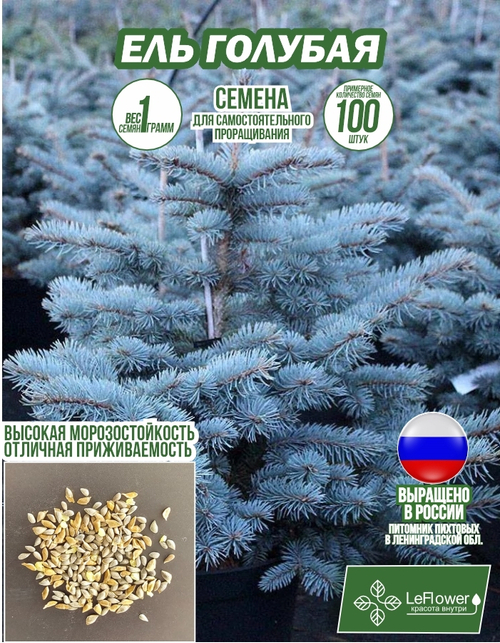 Семена, Ели Голубой , 1 грамм (100 семян)