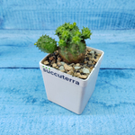 Euphorbia Globosa (Молочай шаровидный)