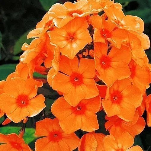 Флокс Orange Perfection