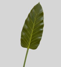 TR 578M Каладиум