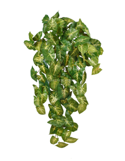 Сингониум ампельный куст