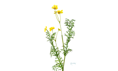 Цикорий - Желтый