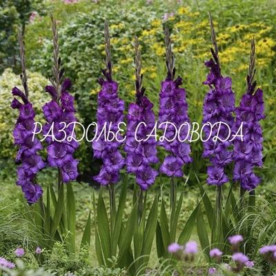 Гладиолус Куки 
