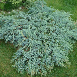 Можжевельник чешуйчатый Блю Карпет С20 60-80
