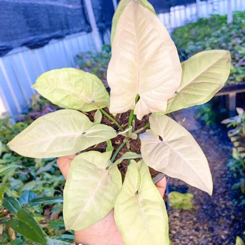 Сингониум PINK PEARL