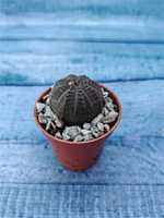Суккулент Euphorbia Obesa (Эуфорбия)